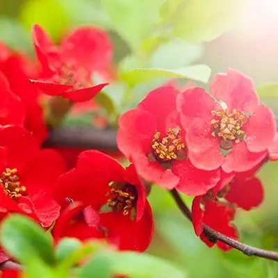 Brighter Blooms Red Flowering Quince Tree 4 Brighter Blooms Red Flowering Quince Tree