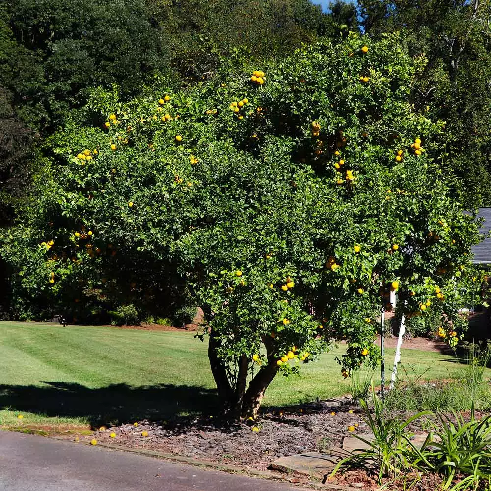 Brighter Blooms Fruit Trees Hardy Orange Tree 'Flying Dragon' 3 Brighter Blooms Fruit Trees Hardy Orange Tree 'Flying Dragon'
