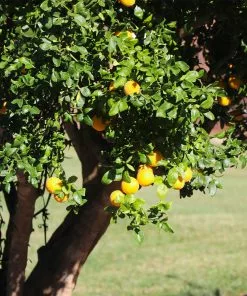 Brighter Blooms Fruit Trees Hardy Orange Tree 'Flying Dragon' 14 Brighter Blooms Fruit Trees Hardy Orange Tree 'Flying Dragon'