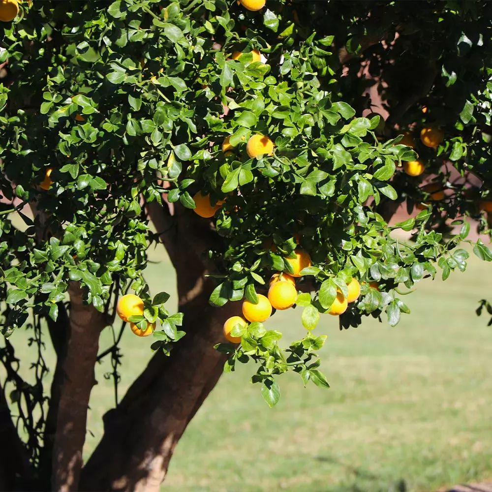 Brighter Blooms Fruit Trees Hardy Orange Tree 'Flying Dragon' 6 Brighter Blooms Fruit Trees Hardy Orange Tree 'Flying Dragon'