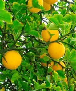 Brighter Blooms Fruit Trees Hardy Orange Tree 'Flying Dragon'