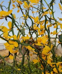 Brighter Blooms Fruit Trees Hardy Orange Tree 'Flying Dragon' 12 Brighter Blooms Fruit Trees Hardy Orange Tree 'Flying Dragon'