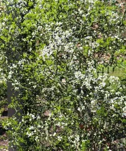 Brighter Blooms Fruit Trees Hardy Orange Tree 'Flying Dragon' 13 Brighter Blooms Fruit Trees Hardy Orange Tree 'Flying Dragon'