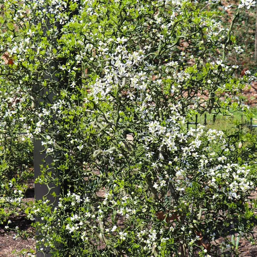 Brighter Blooms Fruit Trees Hardy Orange Tree 'Flying Dragon' 5 Brighter Blooms Fruit Trees Hardy Orange Tree 'Flying Dragon'