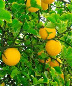 Brighter Blooms Fruit Trees Hardy Orange Tree 'Flying Dragon'