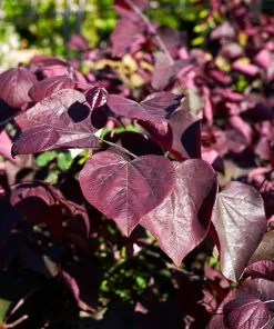 Brighter Blooms Forest Pansy Redbud Tree Flowering Trees