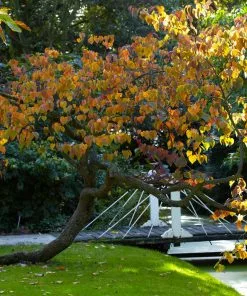 Brighter Blooms Forest Pansy Redbud Tree Flowering Trees 9 Brighter Blooms Forest Pansy Redbud Tree Flowering Trees