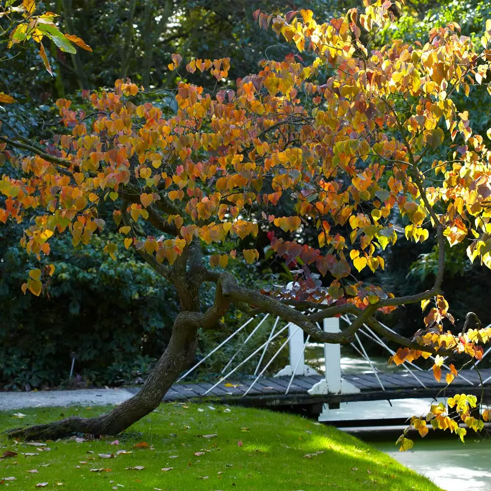 Brighter Blooms Forest Pansy Redbud Tree Flowering Trees 5 Brighter Blooms Forest Pansy Redbud Tree Flowering Trees