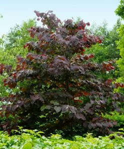Brighter Blooms Forest Pansy Redbud Tree Flowering Trees 7 Brighter Blooms Forest Pansy Redbud Tree Flowering Trees