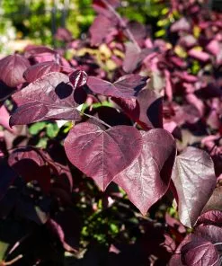 Brighter Blooms Forest Pansy Redbud Tree Flowering Trees