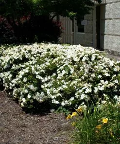 BrighterBlooms.com Four Seasons Gardenia Shrub SHOP ALL