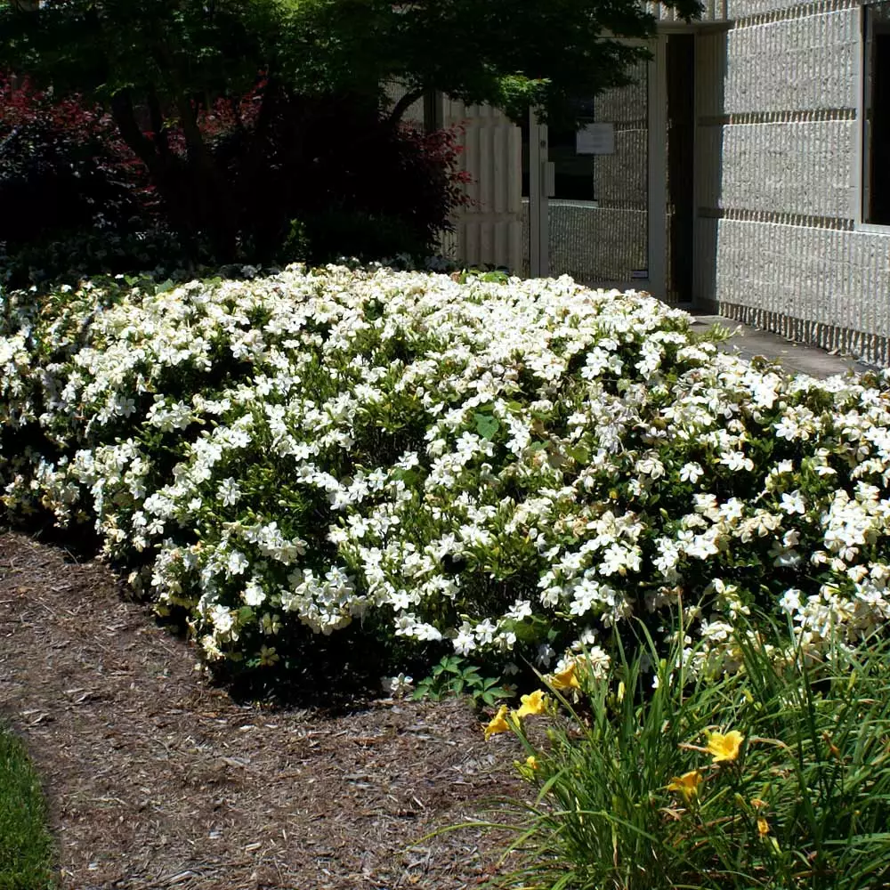 BrighterBlooms.com Four Seasons Gardenia Shrub SHOP ALL 2 BrighterBlooms.com Four Seasons Gardenia Shrub SHOP ALL