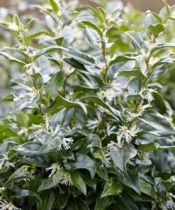 Brighter Blooms Fragrant Sweetbox Shrubs & Hedges 5 Brighter Blooms Fragrant Sweetbox Shrubs & Hedges