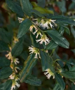Brighter Blooms Fragrant Sweetbox Shrubs & Hedges