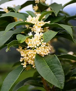 Brighter Blooms Fragrant Tea Olive Shrub Shrubs & Hedges