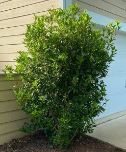 Brighter Blooms Fragrant Tea Olive Shrub Shrubs & Hedges 9 Brighter Blooms Fragrant Tea Olive Shrub Shrubs & Hedges
