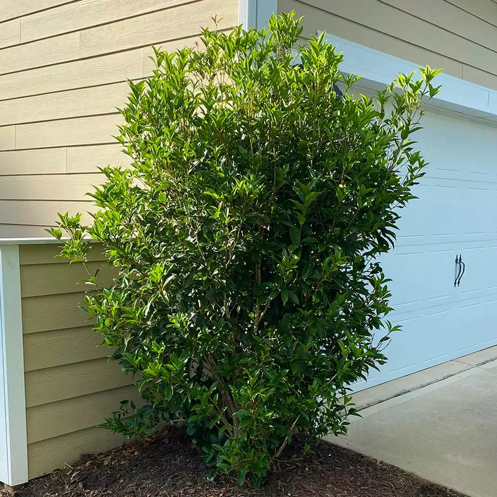 Brighter Blooms Fragrant Tea Olive Shrub Shrubs & Hedges 5 Brighter Blooms Fragrant Tea Olive Shrub Shrubs & Hedges