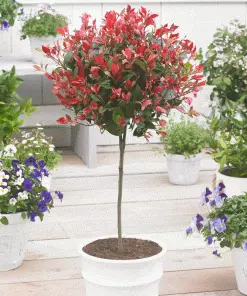 Brighter Blooms SHOP ALL Fraser Photinia Tree