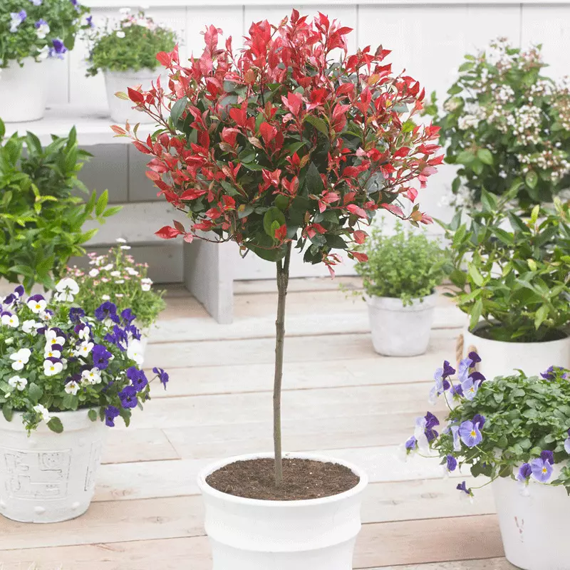 Brighter Blooms SHOP ALL Fraser Photinia Tree 2 Brighter Blooms SHOP ALL Fraser Photinia Tree