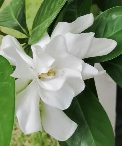 Brighter Blooms Shrubs & Hedges Frost Proof Gardenia Shrub