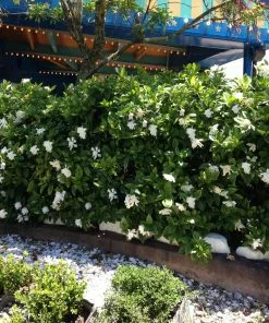 Brighter Blooms Shrubs & Hedges Frost Proof Gardenia Shrub