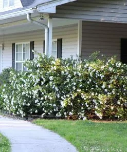 Brighter Blooms Shrubs & Hedges Frost Proof Gardenia Shrub