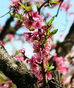 Brighter Blooms Fruit Trees Frost Proof Peach Tree