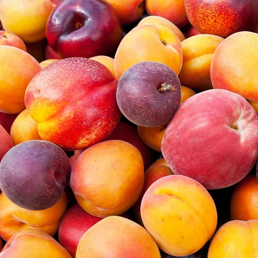 BrighterBlooms.com Fruit Cocktail Tree 2 BrighterBlooms.com Fruit Cocktail Tree