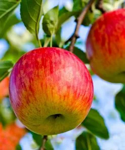 Brighter Blooms Fruit Trees Fuji Apple Tree