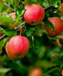 Brighter Blooms Fruit Trees Fuji Apple Tree 7 Brighter Blooms Fruit Trees Fuji Apple Tree