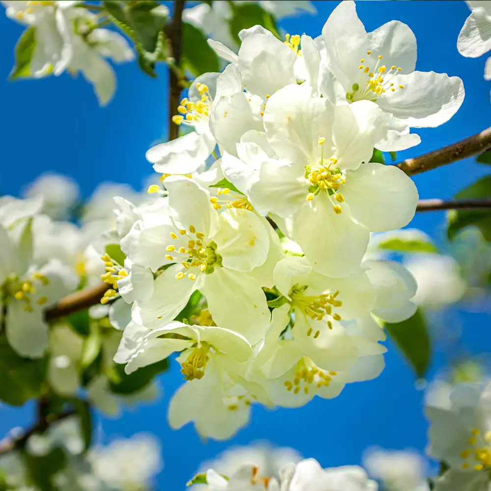 Brighter Blooms Fruit Trees Fuji Apple Tree 4 Brighter Blooms Fruit Trees Fuji Apple Tree