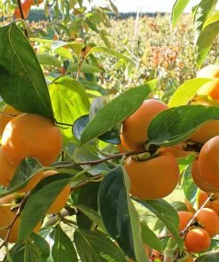 Brighter Blooms Fuyu Persimmon Tree 6 Brighter Blooms Fuyu Persimmon Tree
