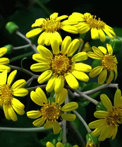 Brighter Blooms Shrubs & Hedges Giant Leopard Plant 5 Brighter Blooms Shrubs & Hedges Giant Leopard Plant