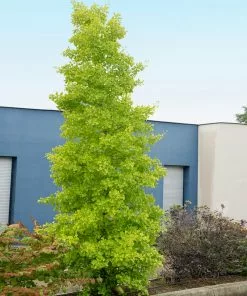 Brighter Blooms Shade Trees Goldspire Ginkgo Tree