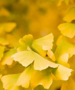 Brighter Blooms Shade Trees Goldspire Ginkgo Tree