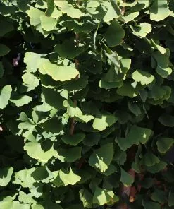 Brighter Blooms Shade Trees Goldspire Ginkgo Tree