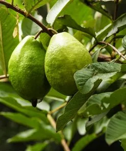 Brighter Blooms Guava Tree 'Ruby Supreme' SHOP ALL 9 Brighter Blooms Guava Tree 'Ruby Supreme' SHOP ALL