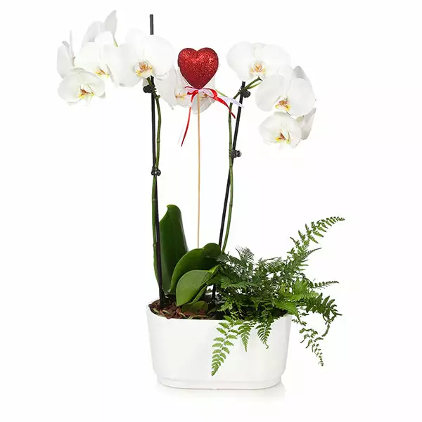 Brighter Blooms Gianna White Orchid And Fern Gift Plant SHOP ALL 1 Brighter Blooms Gianna White Orchid And Fern Gift Plant SHOP ALL