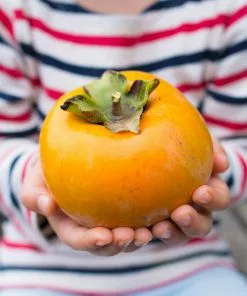 Brighter Blooms Giant Fuyu Persimmon Tree