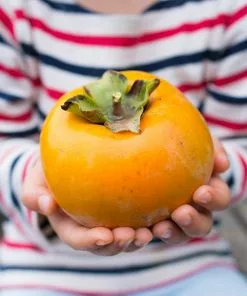 Brighter Blooms Giant Fuyu Persimmon Tree