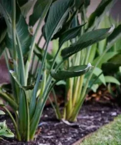 Brighter Blooms Ginger Plant 8 Brighter Blooms Ginger Plant
