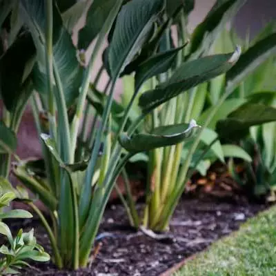 Brighter Blooms Ginger Plant 4 Brighter Blooms Ginger Plant