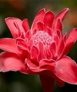 Brighter Blooms Ginger Plant 7 Brighter Blooms Ginger Plant