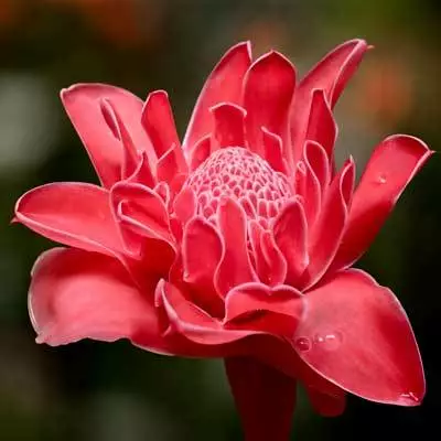 Brighter Blooms Ginger Plant 3 Brighter Blooms Ginger Plant