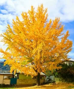 Brighter Blooms Ginkgo Tree Shade Trees