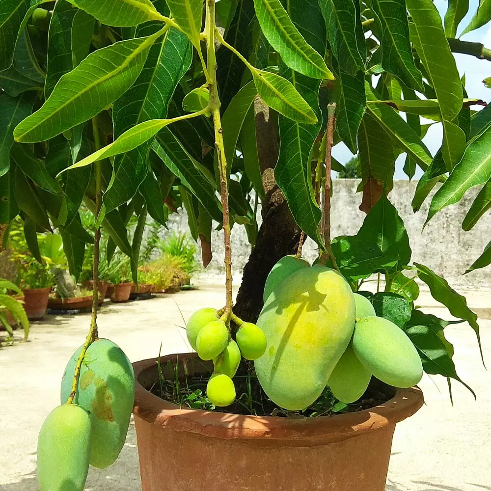 Brighter Blooms Glenn Mango Tree Fruit Trees 3 Brighter Blooms Glenn Mango Tree Fruit Trees