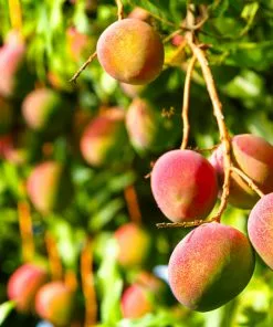 Brighter Blooms Glenn Mango Tree Fruit Trees