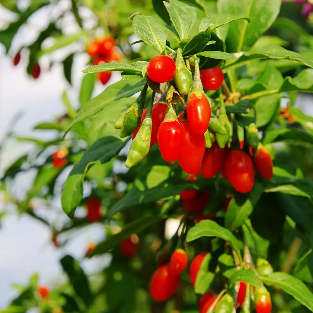 Brighter Blooms Fruit Trees Goji Berry Plant 2 Brighter Blooms Fruit Trees Goji Berry Plant