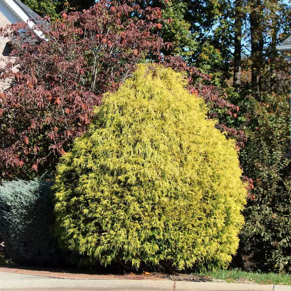 Brighter Blooms Gold Mop Cypress Tree 3 Brighter Blooms Gold Mop Cypress Tree