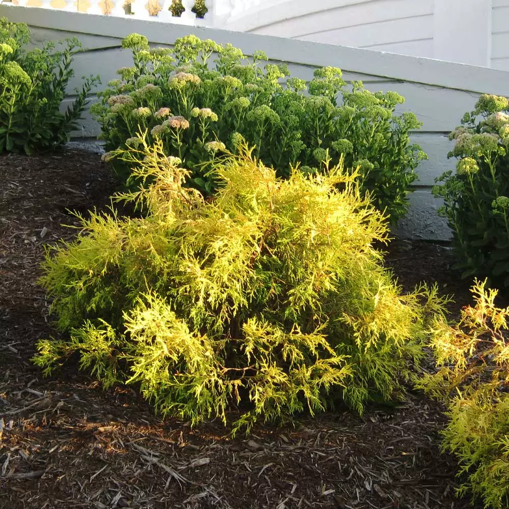 Brighter Blooms Gold Mop Cypress Tree 4 Brighter Blooms Gold Mop Cypress Tree